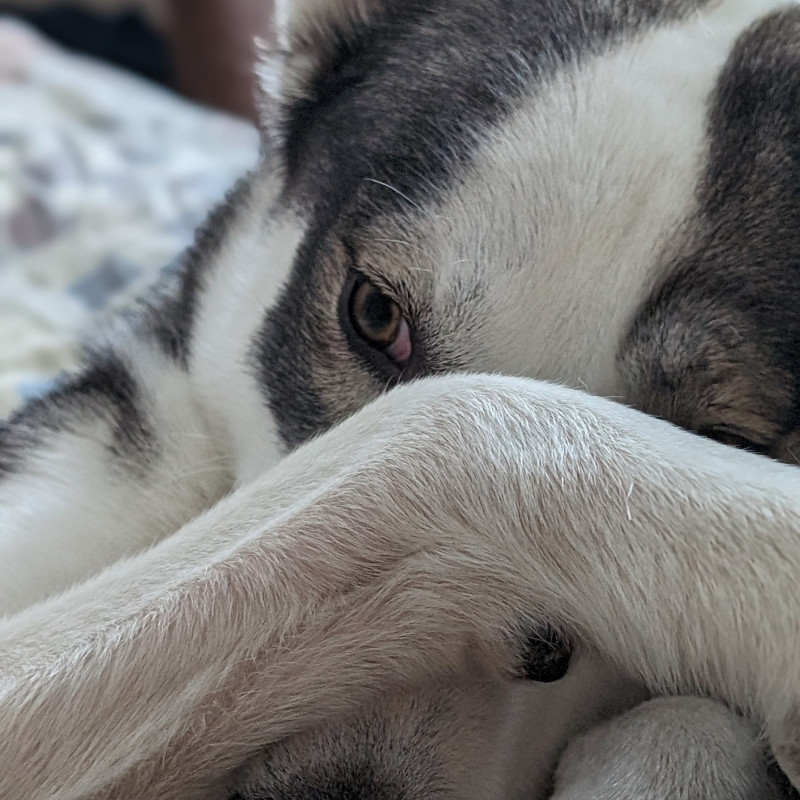 A close-up of Haiku, our Husky/Lab cross, covering his nose with his foreleg and peeking out with one eye.