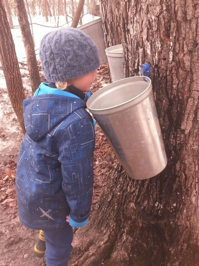 a small child in a blue coat and a purple knit hat peers into a galvanized metal sap bucket hanging on a tree. Two other sap buckets can be seen on trees in teh background
